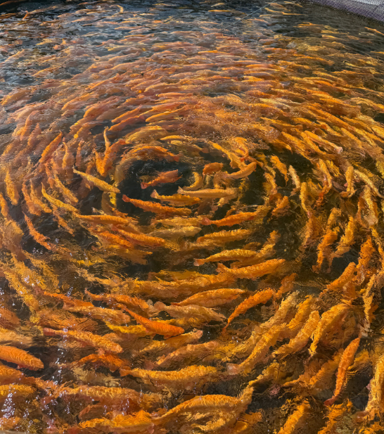 Форель в чистой воде